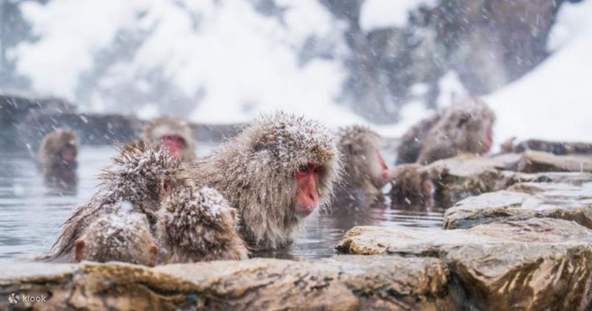 Nagano Snow Monkey Day Tour from Tokyo Klook